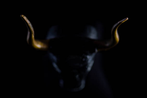 Bull stock photo