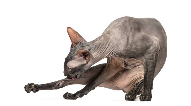 istock Peterbald cleaning itself in a funny position, naked cat 889501598