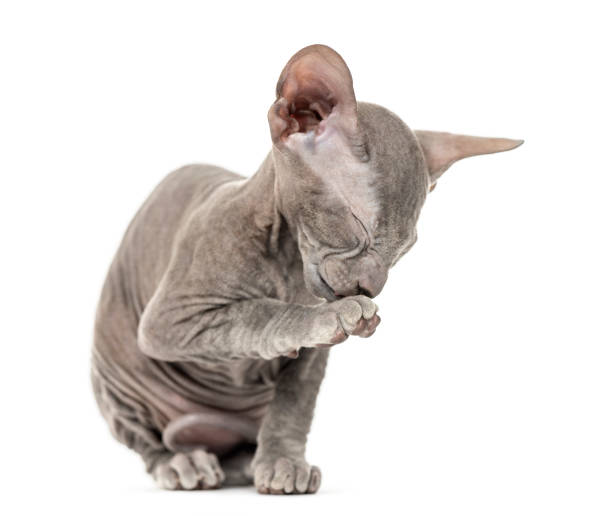 istock Young Peterbald kitten, cat, cleaning its cleaning itself, isolated on white 889503952
