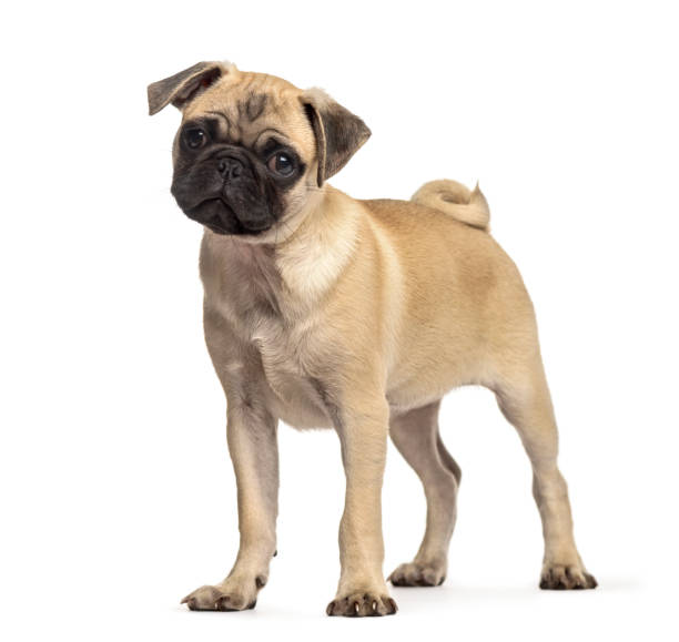 istock pug standing, dog, isolated on white 889504020