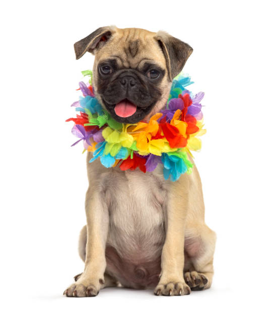 istock pug wearing a hawaiian lei, dog, isolated on white 889504062