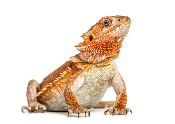 수염된 드래곤 (pogona vitticeps) 흰색 배경에 고립 - reptile 뉴스 사진 이미지