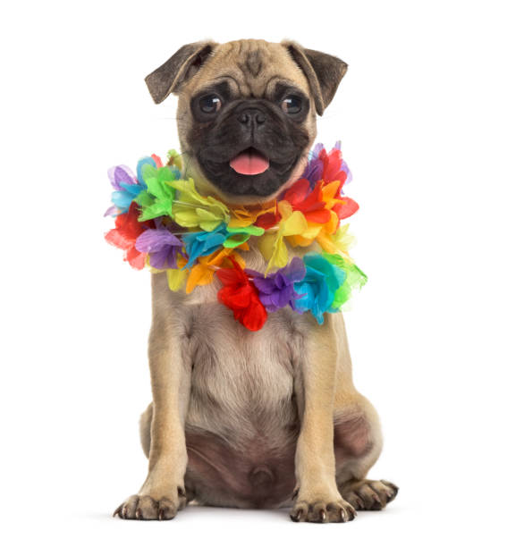 istock pug wearing a hawaiian lei, dog, isolated on white 889504106