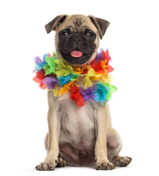 istock pug wearing a hawaiian lei, dog, isolated on white 889504136