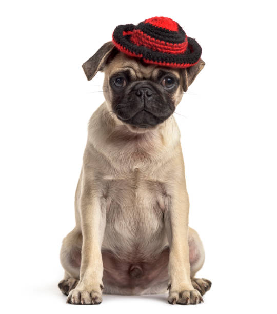 istock pug sitting and wearing a hat, dog, isolated on white 889504144