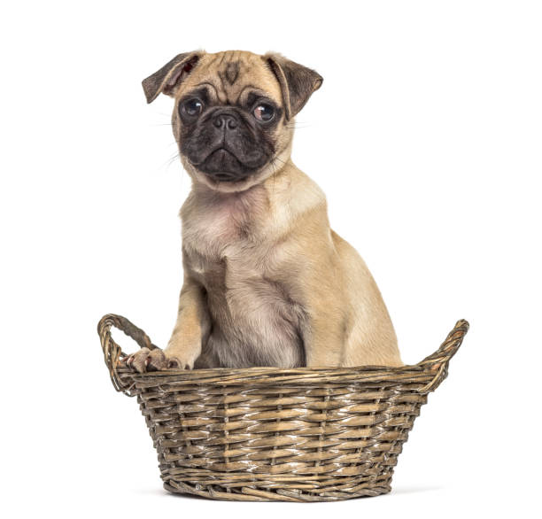 istock pug sitting in a in a wicker basket, dog, isolated on white 889504176