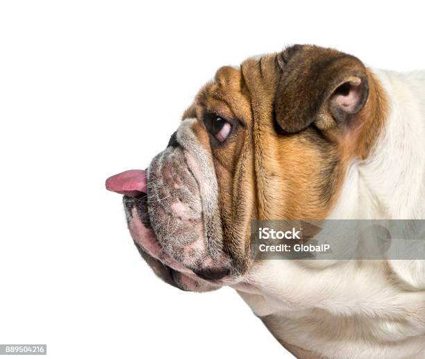 Profile Of A English Bulldog Dog Sticking The Tongue Out Isolated On White Stock Photo - Download Image Now