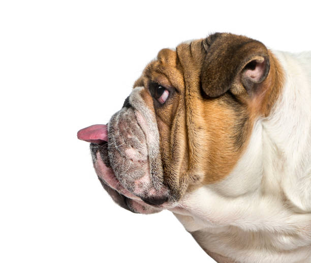 profile of a english bulldog, dog sticking the tongue out, isolated on white - english bulldog imagens e fotografias de stock