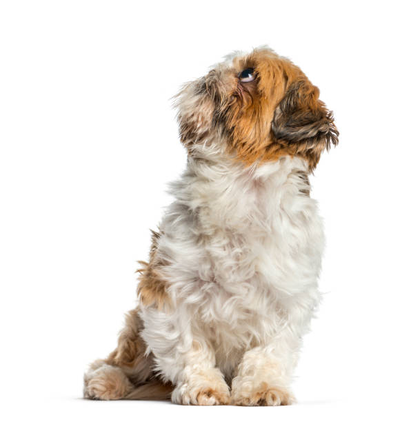 istock Shih Tzu, dog sitting and looking up, isolated on white 889504300