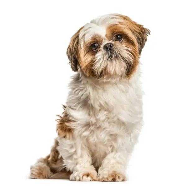 Shih Tzu, dog sitting and looking at the camera, isolated on white