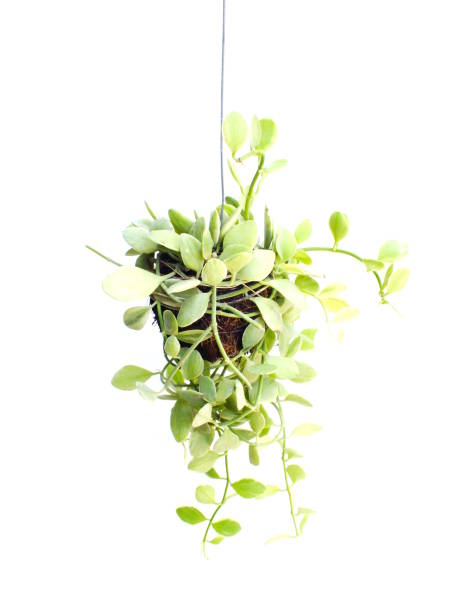 istock green plant hanging isolated collection on white background 889506698