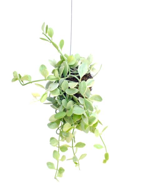istock green plant hanging isolated collection on white background 889506822