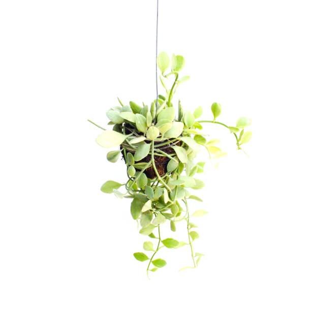 istock green plant hanging isolated collection on white background 889507144
