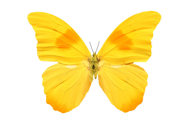 istock Yellow tropical butterfly isolated on white 889507162