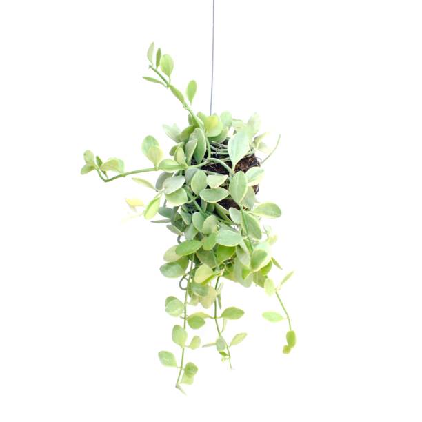 istock green plant hanging isolated collection on white background 889507190