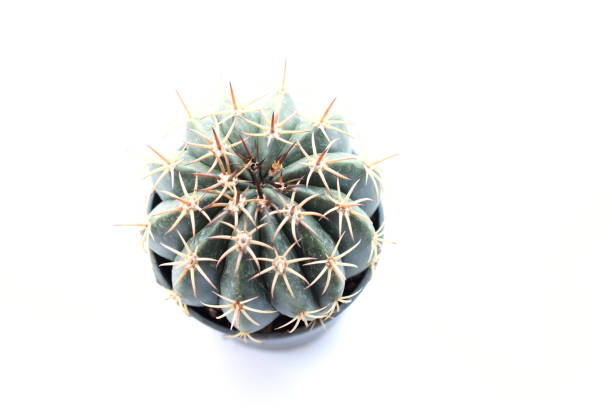 istock cactus houseplant isolated on white background 889510514