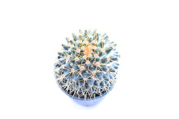 istock cactus houseplant isolated on white background 889512998