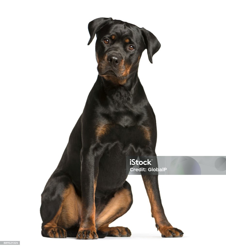 rottweiler dog, guard dog sitting and looking at the camera, isolated on white Rottweiler Stock Photo