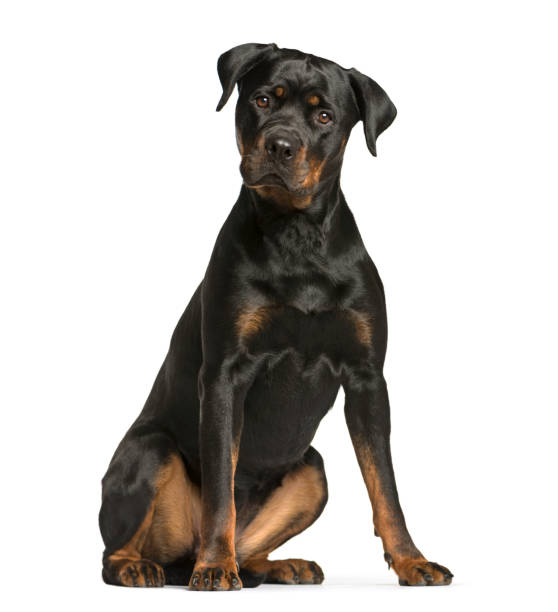 rottweiler dog, guard dog sitting and looking at the camera, isolated on white rottweiler dog, guard dog sitting and looking at the camera, isolated on white guard dog photos stock pictures, royalty-free photos & images