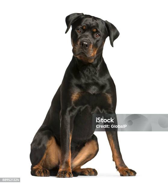 Rottweiler Dog Guard Dog Sitting And Looking At The Camera Isolated On White Stock Photo - Download Image Now