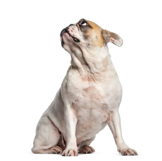 istock French Bulldog looking up, isolated on white 889521340