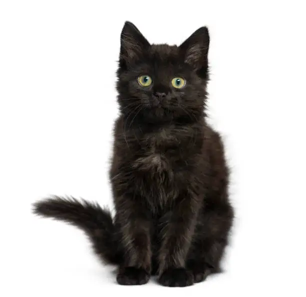 Photo of Black cat kitten sitting and looking at the camera, isolated on white