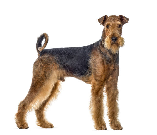 airedale terrier dog standing and looking at the camera, isolated on white