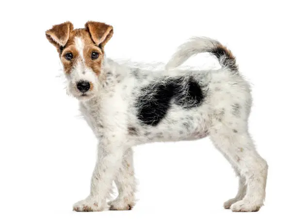 Side view of a Fox terrier dog, standing, isolated on white