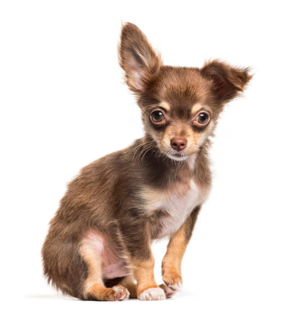istock Chihuahua dog, sitting, isolated on white 889521496