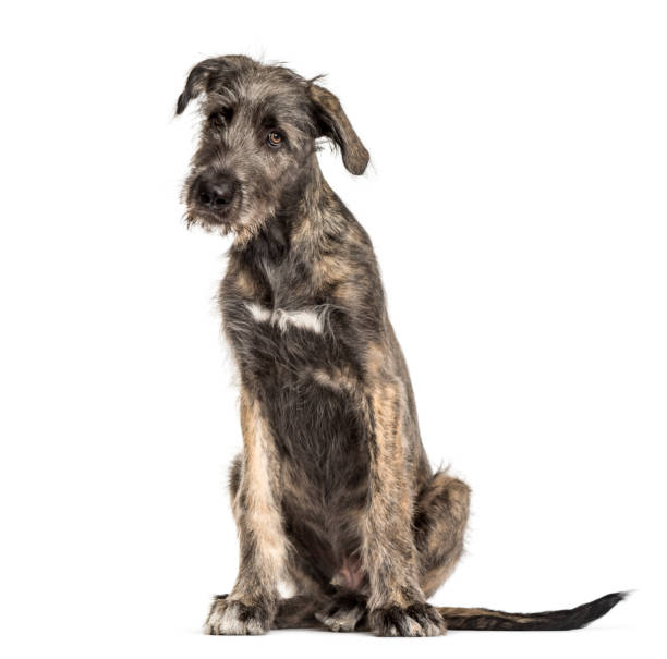 istock Irish Wolfhound dog, sitting, , isolated on white 889521644