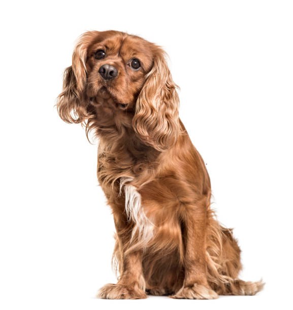 istock Brown cavalier King Charles Spaniel dog, sitting, isolated on white 889521648