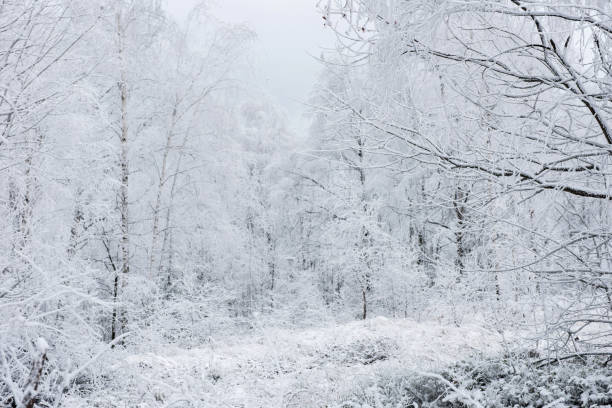 istock Winter landscape with hoarfrost on the trees 889521686