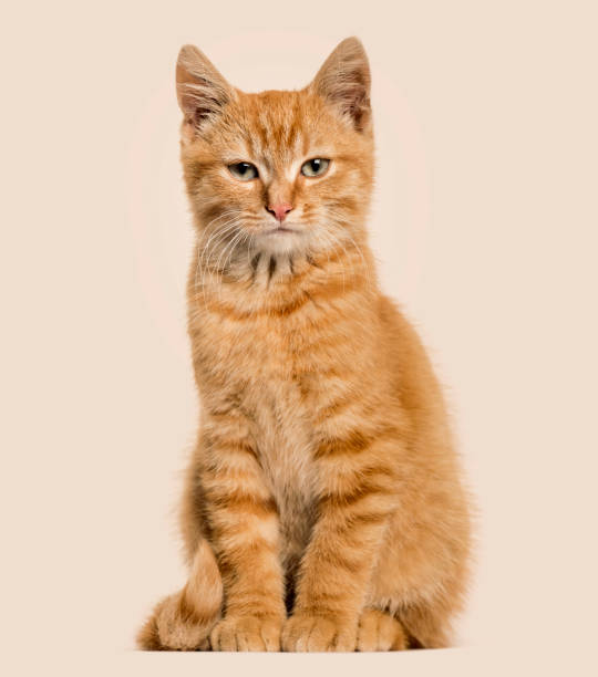 ginger-cat-sitting-colored-