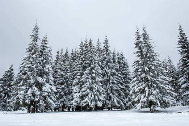 istock Winter fir trees in the mountains covered with snow 889521784