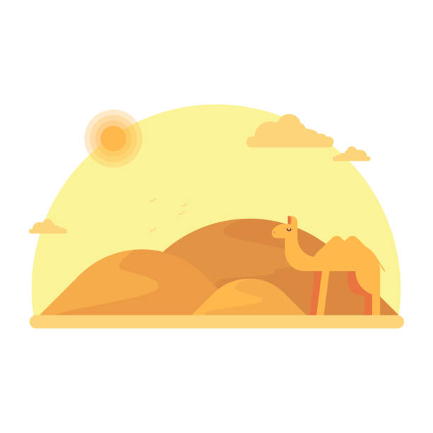 wielbłąd stoi na tle wydm. wokół wielbłąda gorąca piaszczysta pustynia. ilustracja wektora płaskiego - natal stock illustrations