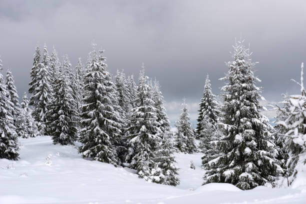 istock Magical snow covered fir trees in the mountains 889521876
