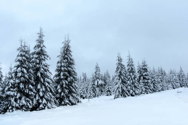 istock Magical snow covered fir trees in the mountains 889521976