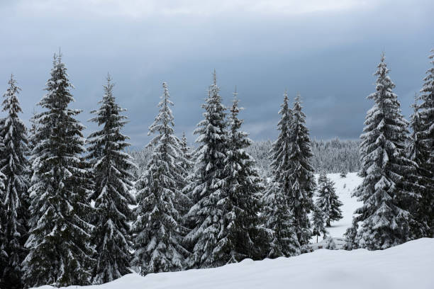 istock Winter fir trees in the mountains covered with snow 889521978