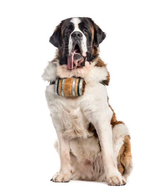 sentado el perro san bernardo con un barril (14 meses), aislado en blanco - saint bernard fotografías e imágenes de stock