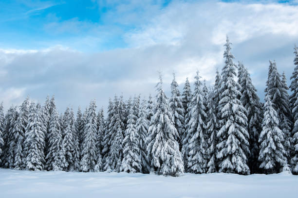 istock Winter panorama with snow covered trees 889522170