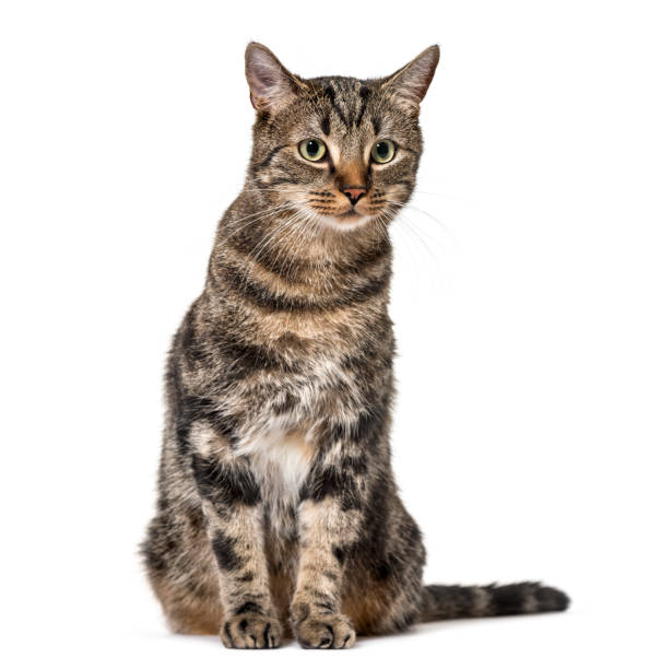 istock Striped mixed-breed cat sitting, isolated on white, (2 years old) 889522358