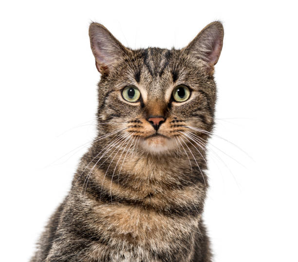 istock Close-up on a striped mixed-breed cat (2 years old) isolated on white 889522406