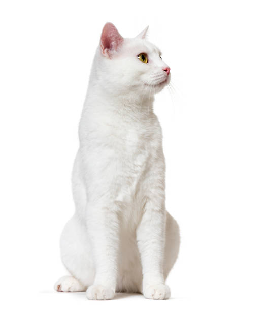 istock White mixed-breed cat looking up (2 years old), isolated on white 889522412