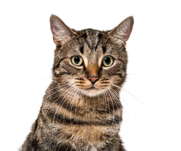 istock Close-up on a striped mixed-breed cat (2 years old) isolated on white 889522414