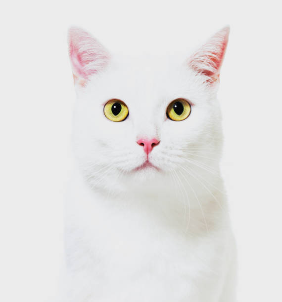 istock White mixed-breed cat facing at the camera(2 years old), isolated on white, instagram filtered 889522448