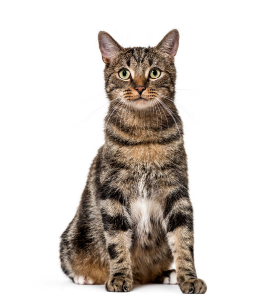 istock Striped mixed-breed cat sitting, isolated on white, (2 years old) 889522462