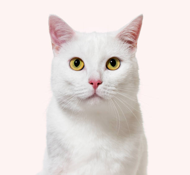 istock White mixed-breed cat facing at the camera(2 years old), instagram filtered 889522464