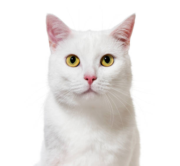 istock White mixed-breed cat facing at the camera(2 years old), isolated on white 889522508