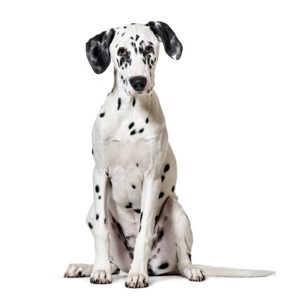 istock Dalmatian dog, sitting, looking at the camera, isolated on white 889524582