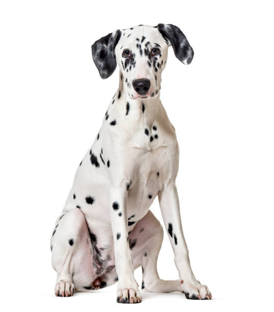 istock Dalmatian dog, sitting, looking at the camera, isolated on white 889524584